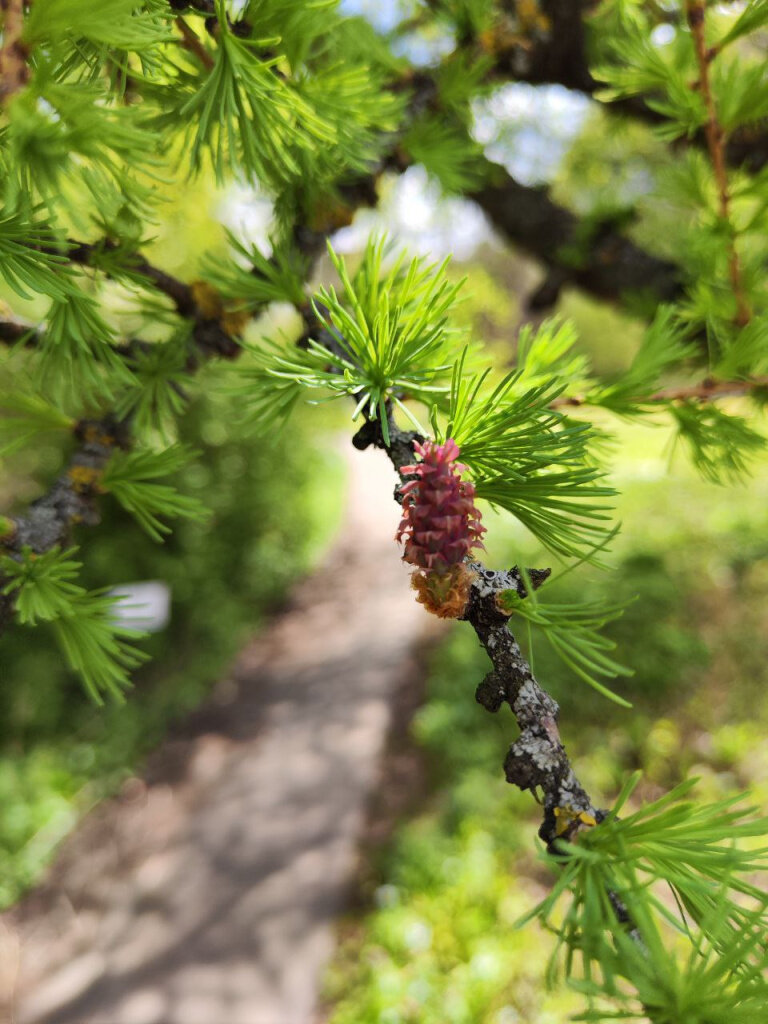 Женские стробилы лиственницы напоминают маленькие розочки
