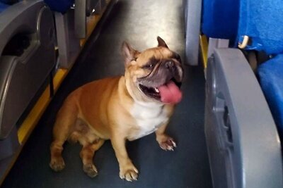    Собака в автобусе © Пресс-служба Министерства транспорта и дорожной инфраструктуры Московской области