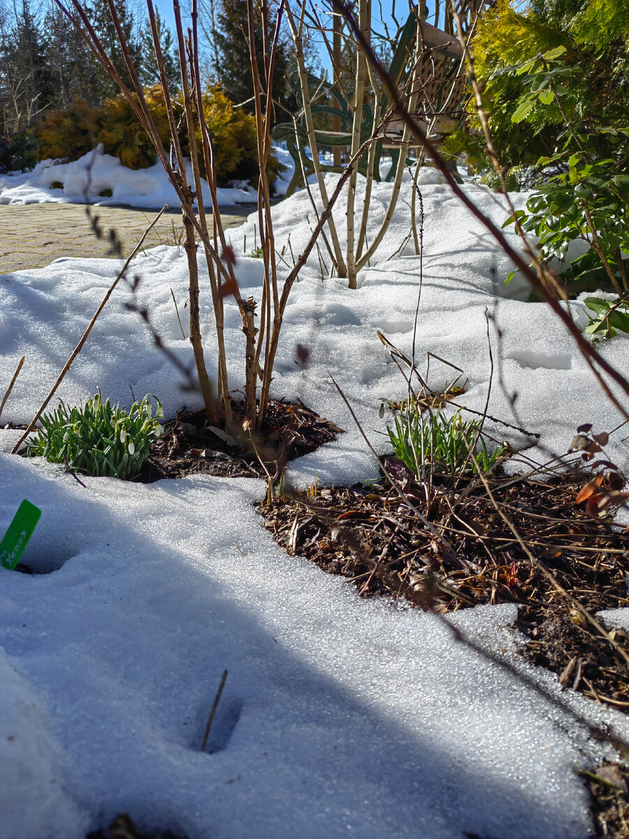 2. Галантусы (подснежники). В галерее 2 фото, листайте