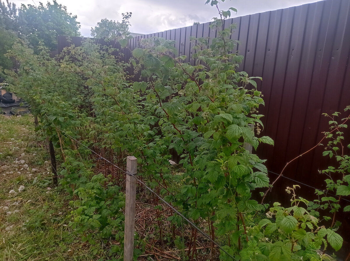 Вот так выглядит моя малина