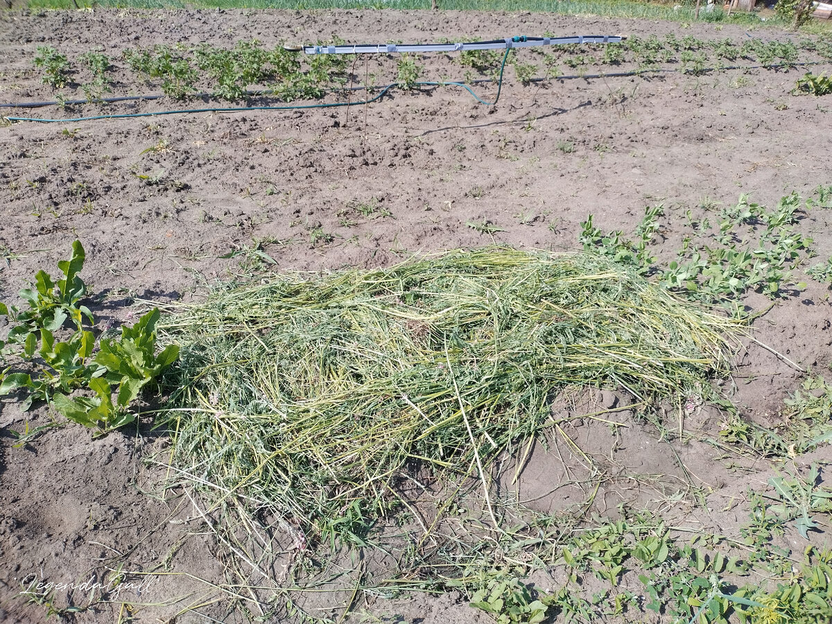 А тут грядочка с помидорками ))