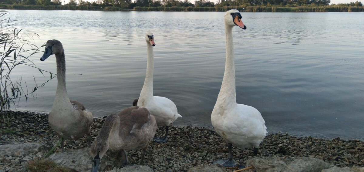 Скидку на шампиньоны сделаете? 