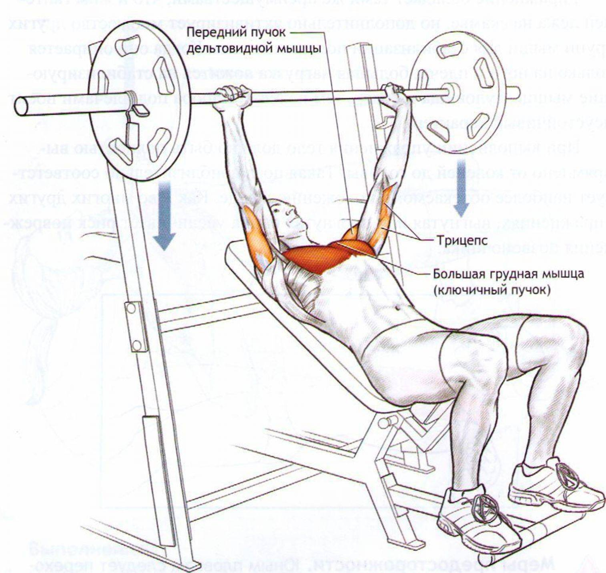 работает одна грудь при жиме лежа фото 71