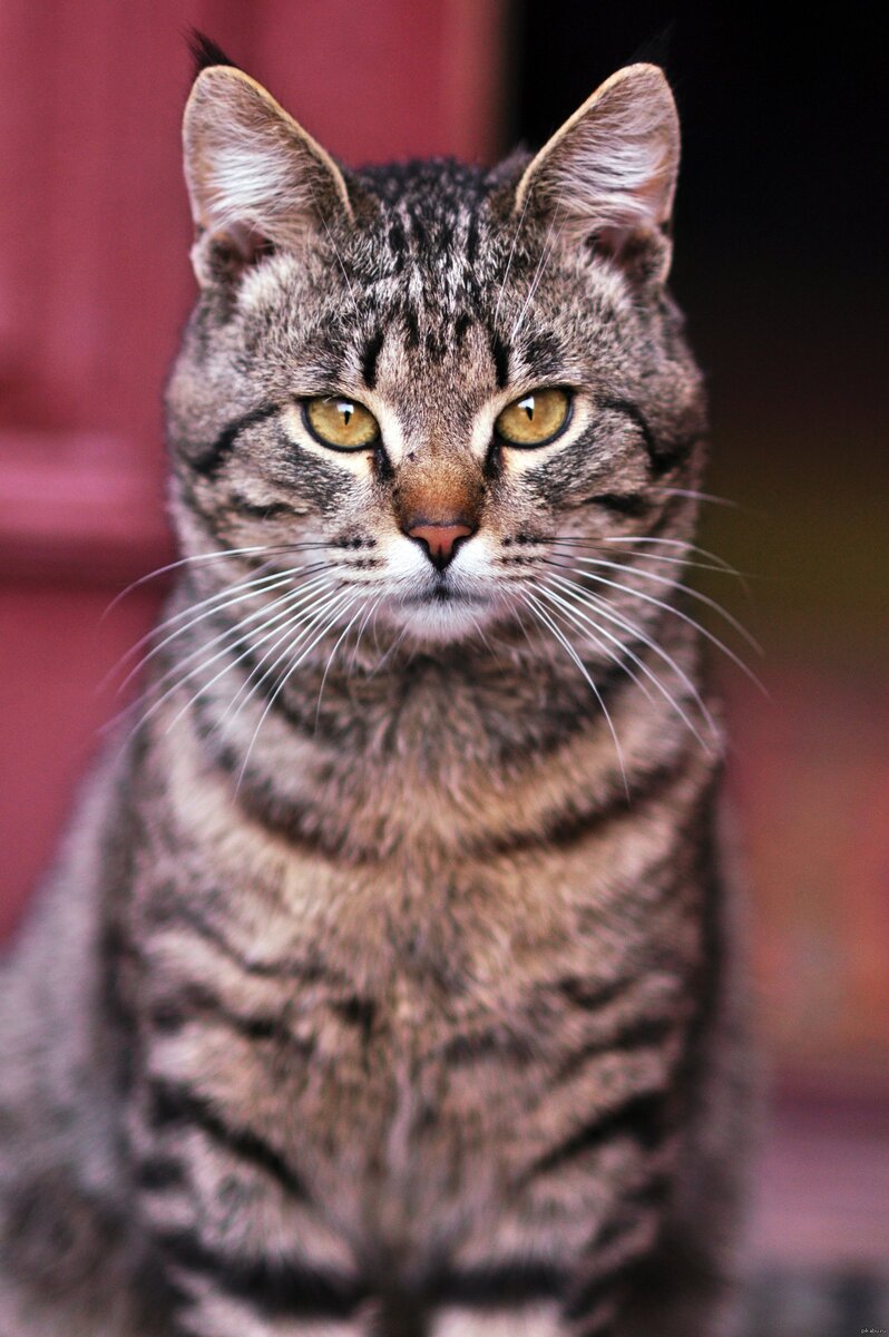 Фотка из открытых источников в интернете. Примерно так выглядела Дикси. Хотя...
Для кого-то и все папуасы на одно лицо...