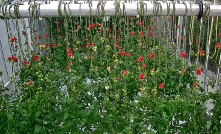    Помидоры и огурцы вверх ногами переворачивают подход к тепличному выращиванию