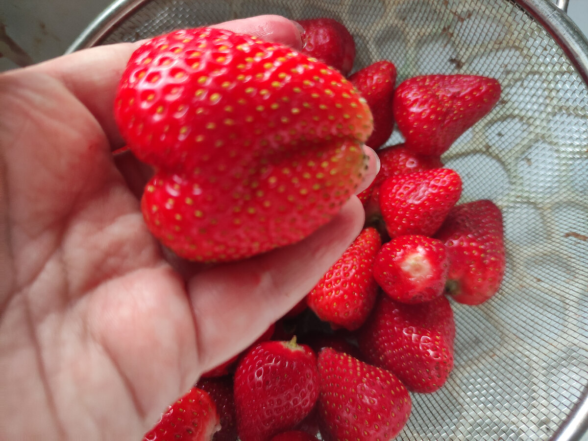 В общем, принёс шесть килограммов