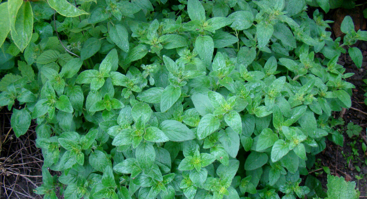 Душица, 18.05.2023