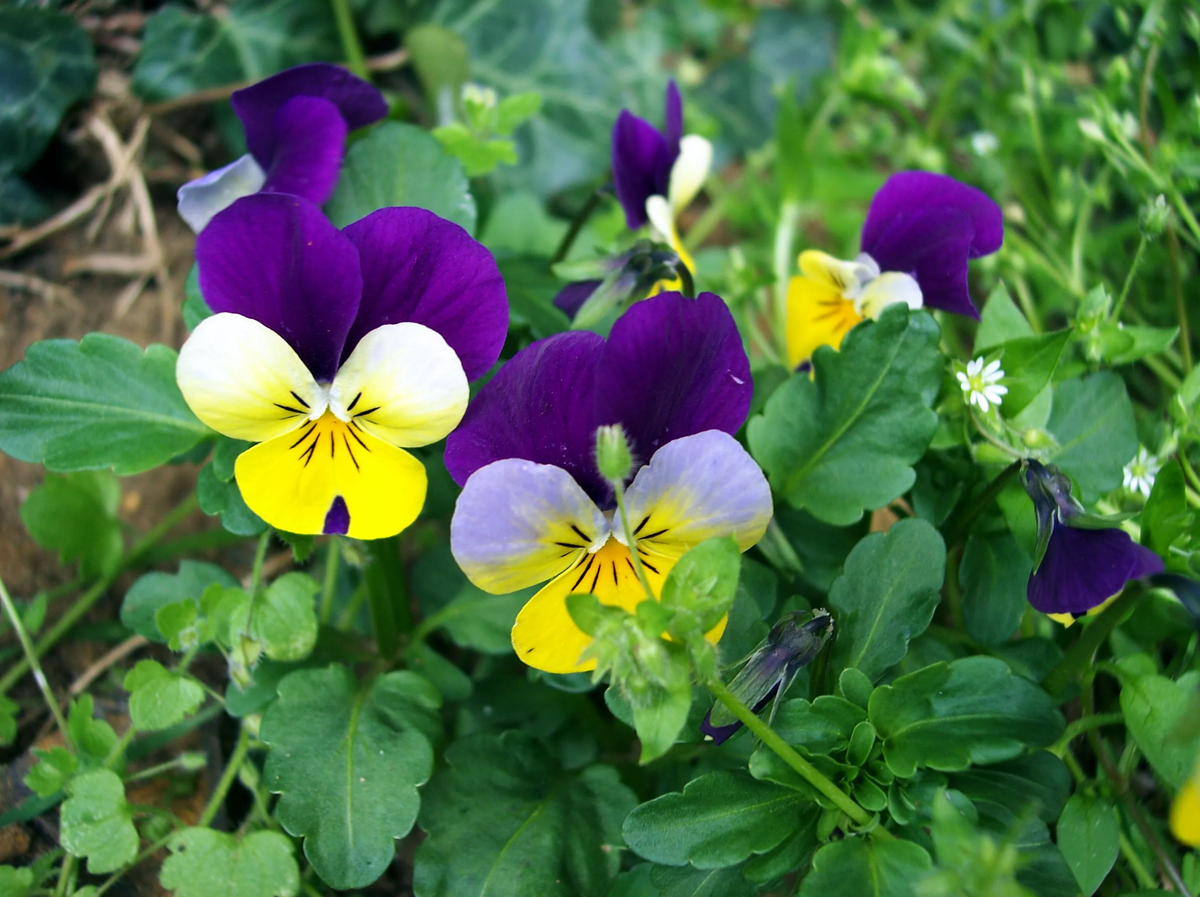 Viola flower: изображения без лицензионных платежей