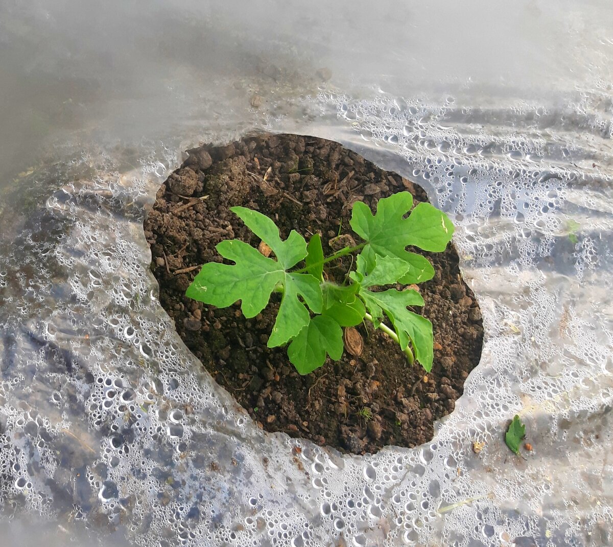 Арбуз. Фото автора.