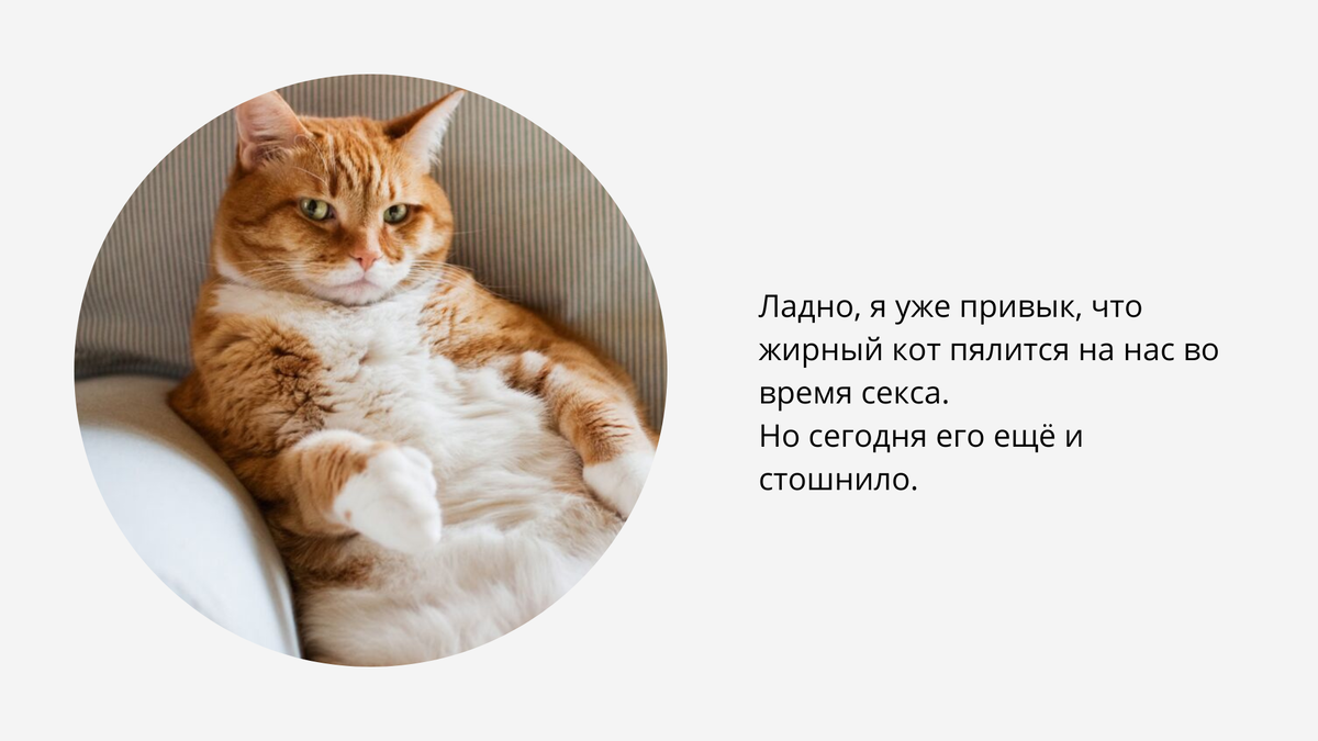 Анекдоты про котов - интим