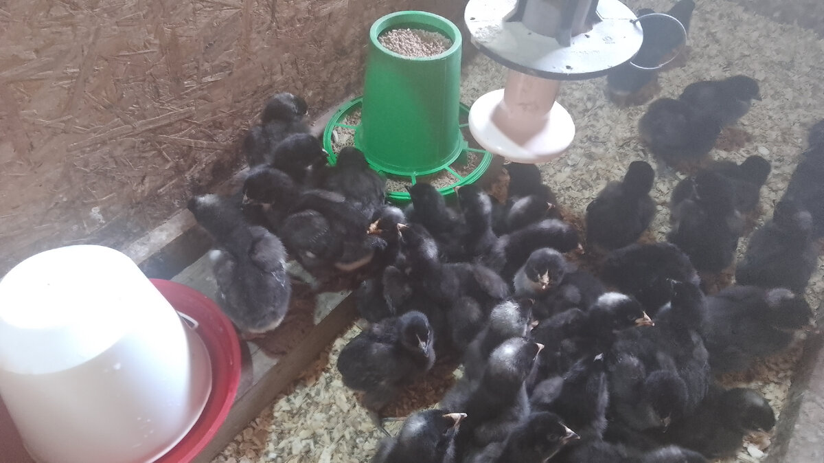 Наши цыплята 