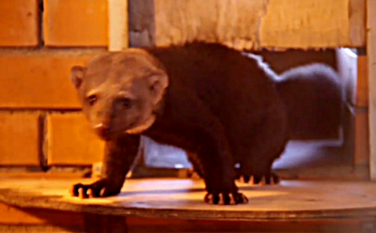 Фото: Центр Воспроизводства редких видов животных