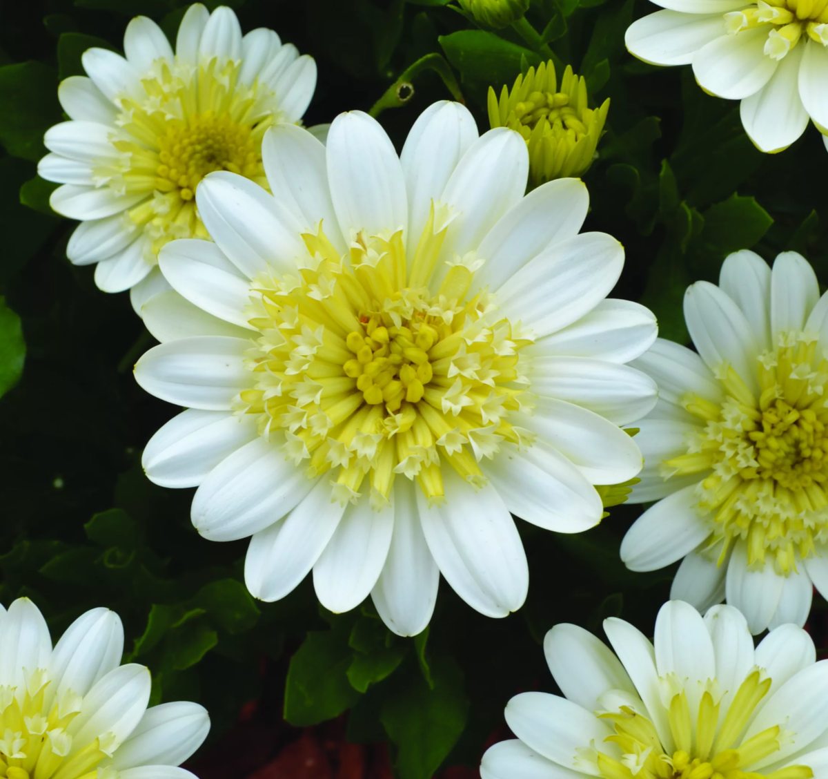 Внедрение сорта “3D Уайт Йеллоу” ознаменовало значительный прорыв в селекции остеоспермума (источник фото: pohlmans.com.au)