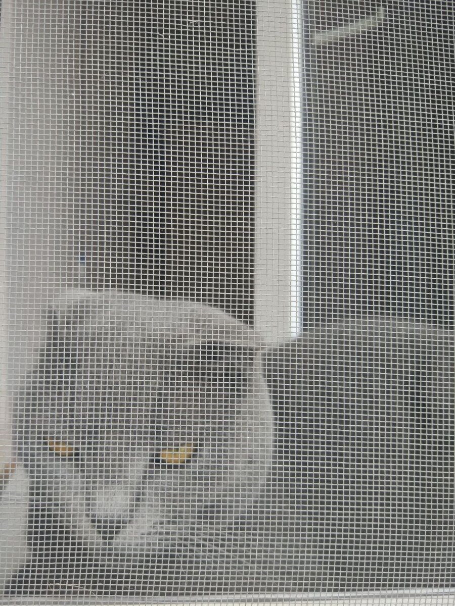 Выглядывает своего ухажёра