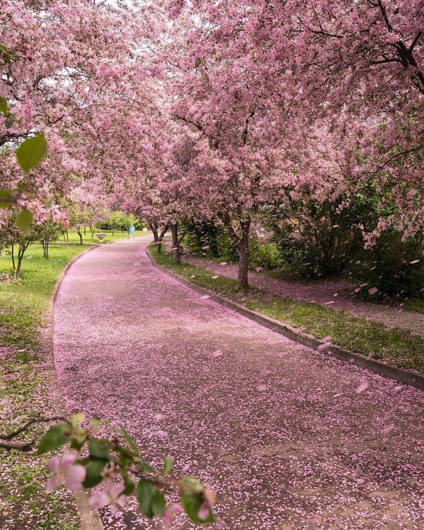 Екатерининский парк яблони. Екатерининский парк розовые яблони. Екатерининский парк в Москве Яблоневая аллея. Екатерининский парк в Москве Сакура.