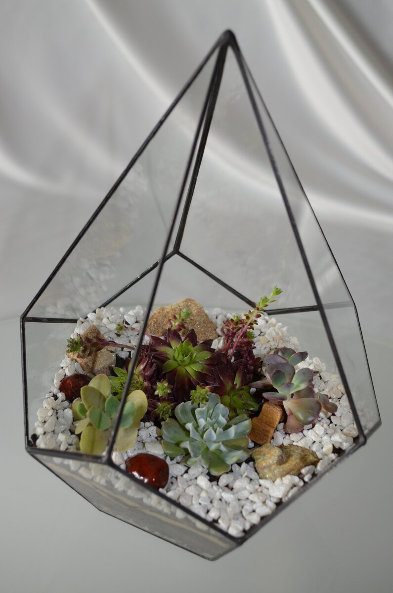 Мои флорариумы. Фото из личного архива.