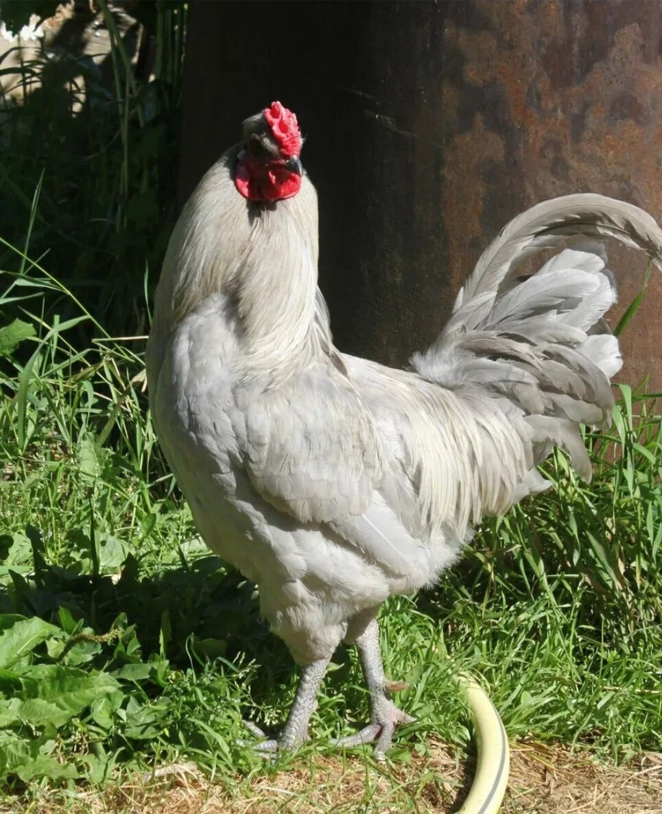 Своих фото хорошего качества нет,прикрепляю фото из интернета. Петушок Амераукана лавандового окраса