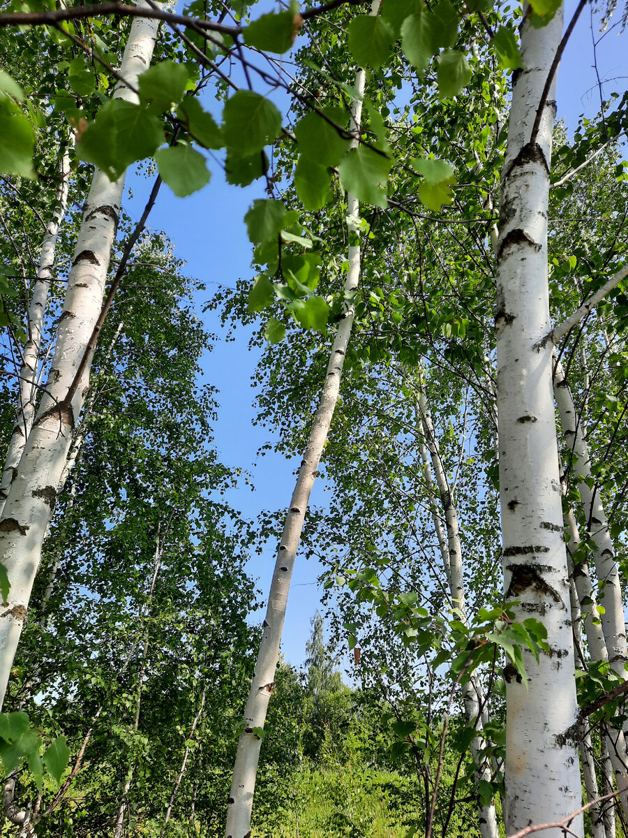 Примерно, как в центре. 