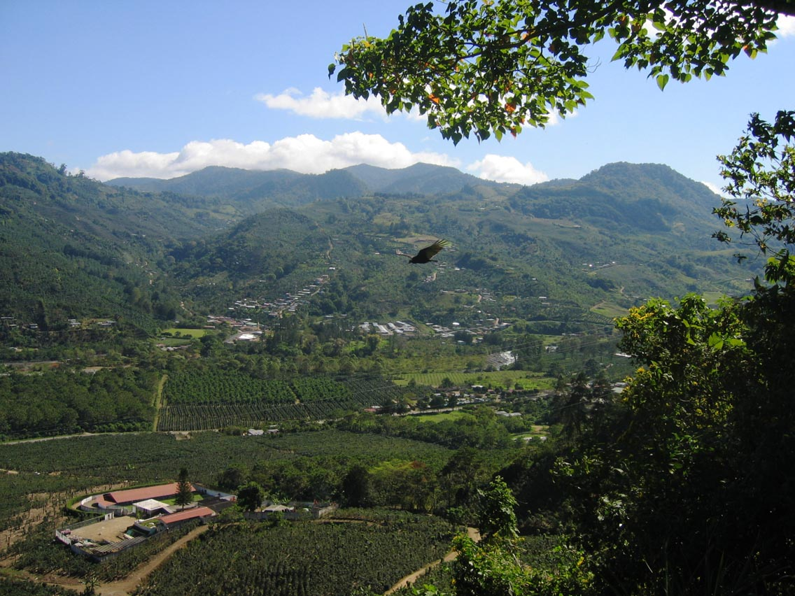 Плантация кофе в долине Ороси, Коста-Рика. Фото: wikimedia