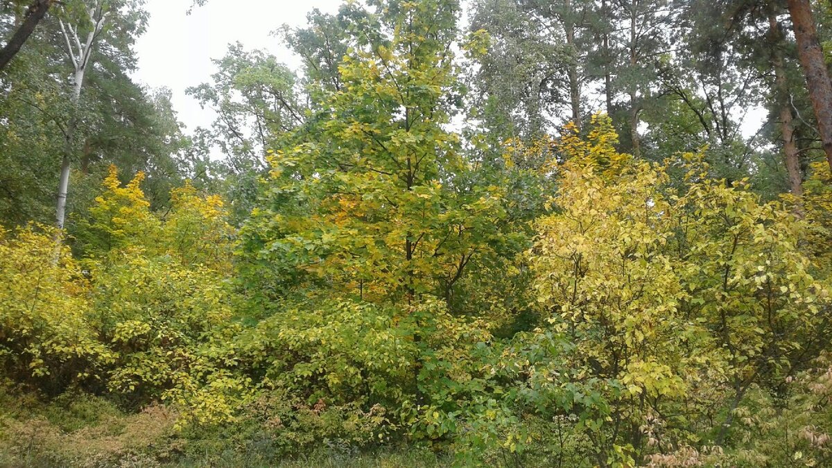 25.09.2022. Прям так и хочется ворваться в эту осень, понырять в золотые листики и прийти домой абсолютно счастливой.