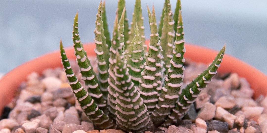 Кто такие эти ваши Кактус Фест и Меза Маркет?