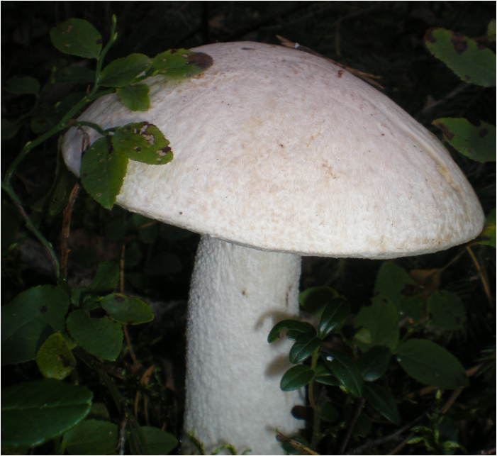 Белый подосиновик, источник: https://commons.wikimedia.org/