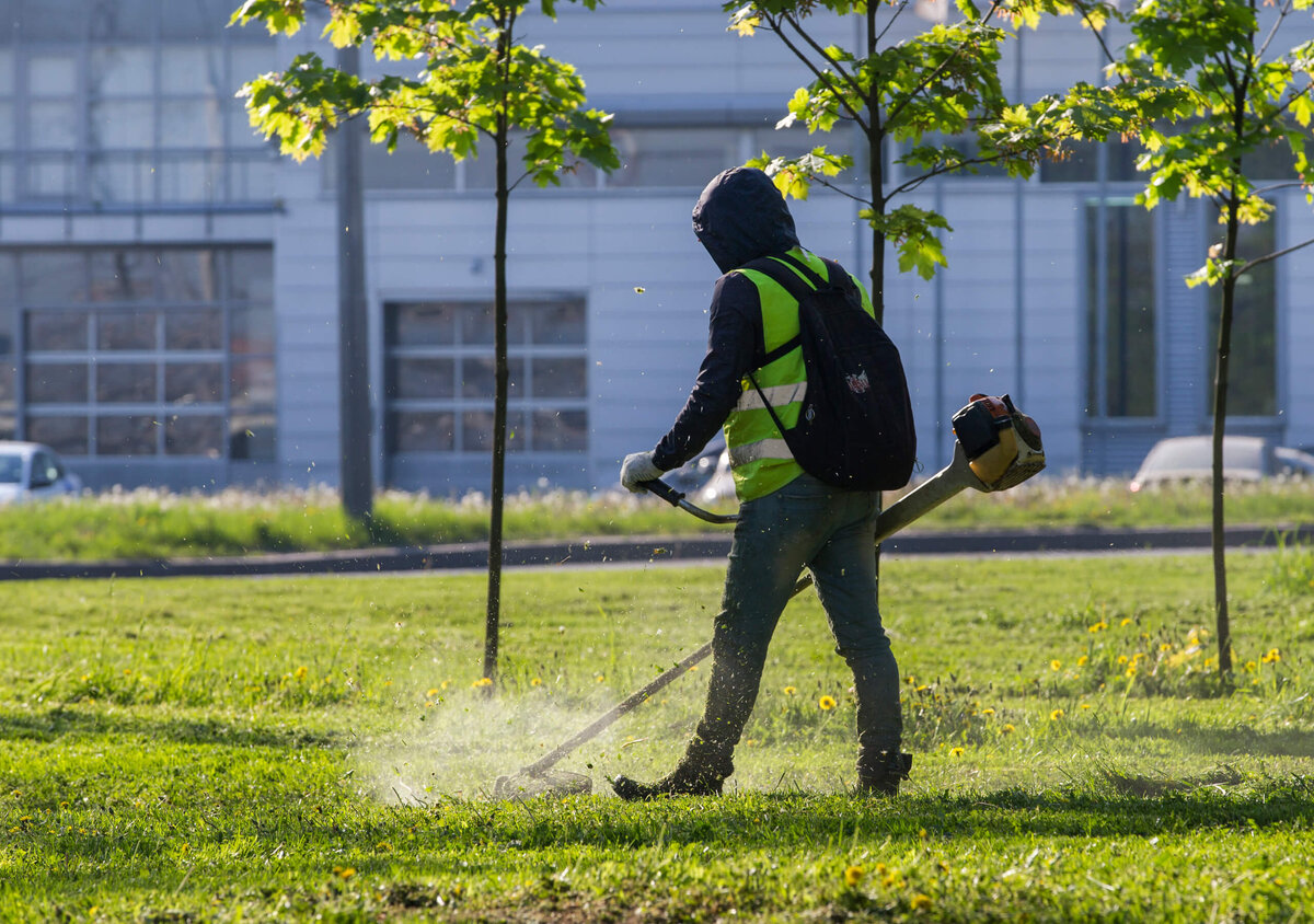 Бесконтрольное повсеместное кошение травы в городе приводит к деградации почвы, гибели насекомых, птиц и других животных, а также запылению воздуха. Фото: Aleksei Smyshliaev / iStock