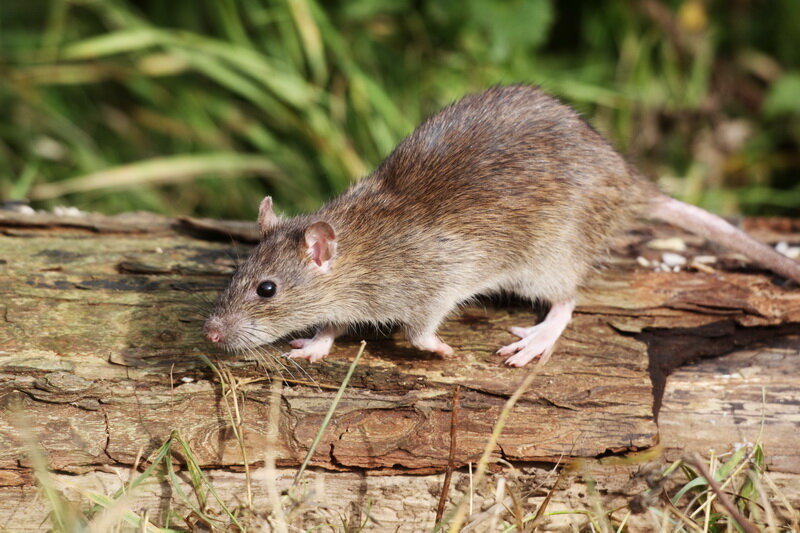 Земляная мышь в огороде фото