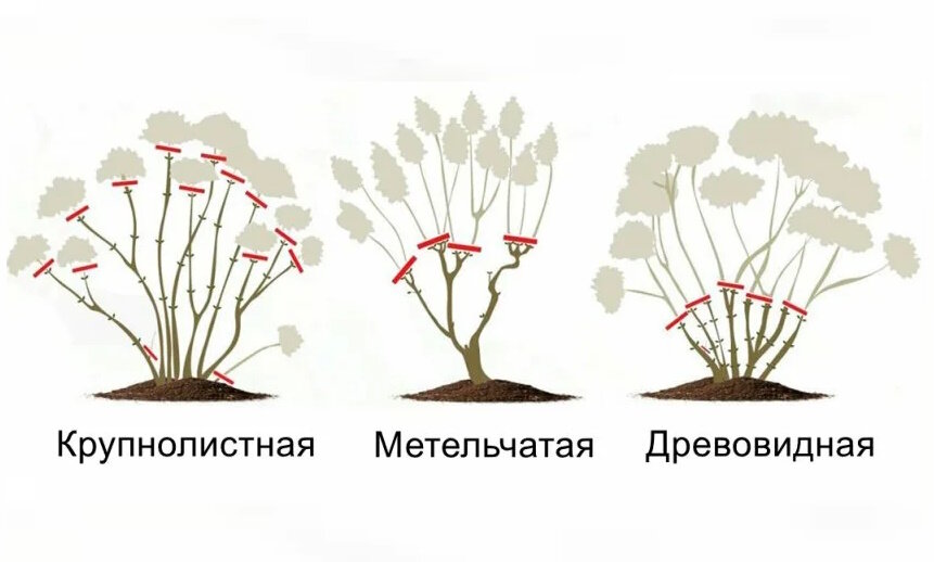 Как подрезать гортензию на зиму. Обрезка метельчатой гортензии осенью. Обрезка гортензии метельчатой. Обрезка метельчатой и древовидной гортензии. Обрезка крупнолистной гортензии осенью.