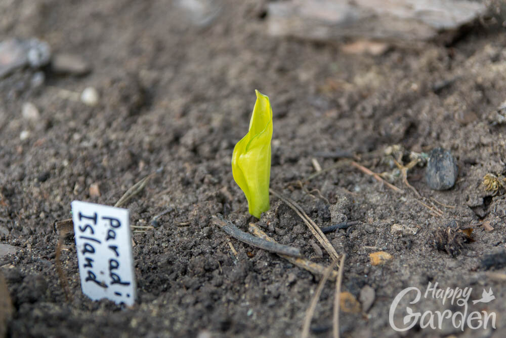 Hosta Paradise Island