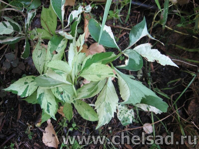 Виноград девичий пятилисточковый  "Вариегата" второй сезон -фото из моего сада, на фото логотип моего сайта: http://chelsad.ru/index.php/liany/278-devichij-vinograd