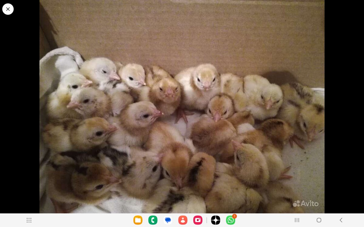 Суточные цыплята