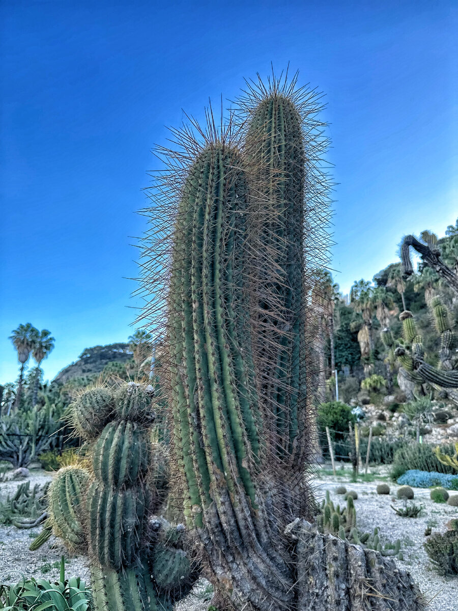 Два человеческих роста! 