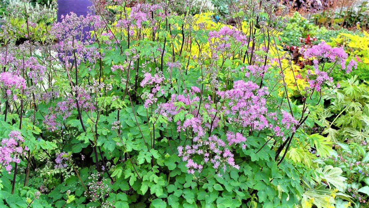 Многих садоводов интересует вопрос, какими растениями можно украсить тенистый сад. Считается, что в тени мало, что растет и тем более не может красиво цвести.-6-3