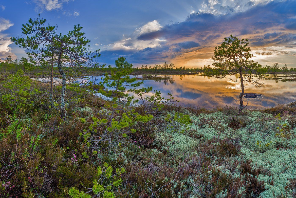 Васюганские болота признают самым большим болотом в мире. Они занимают территорию в Томской области и Ханты-Мансийском автономном округе России, общая площадь составляет свыше 50 000 кв.