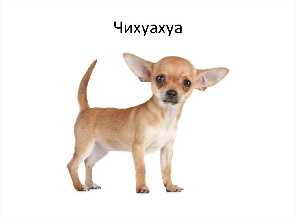 картинка из свободных источников