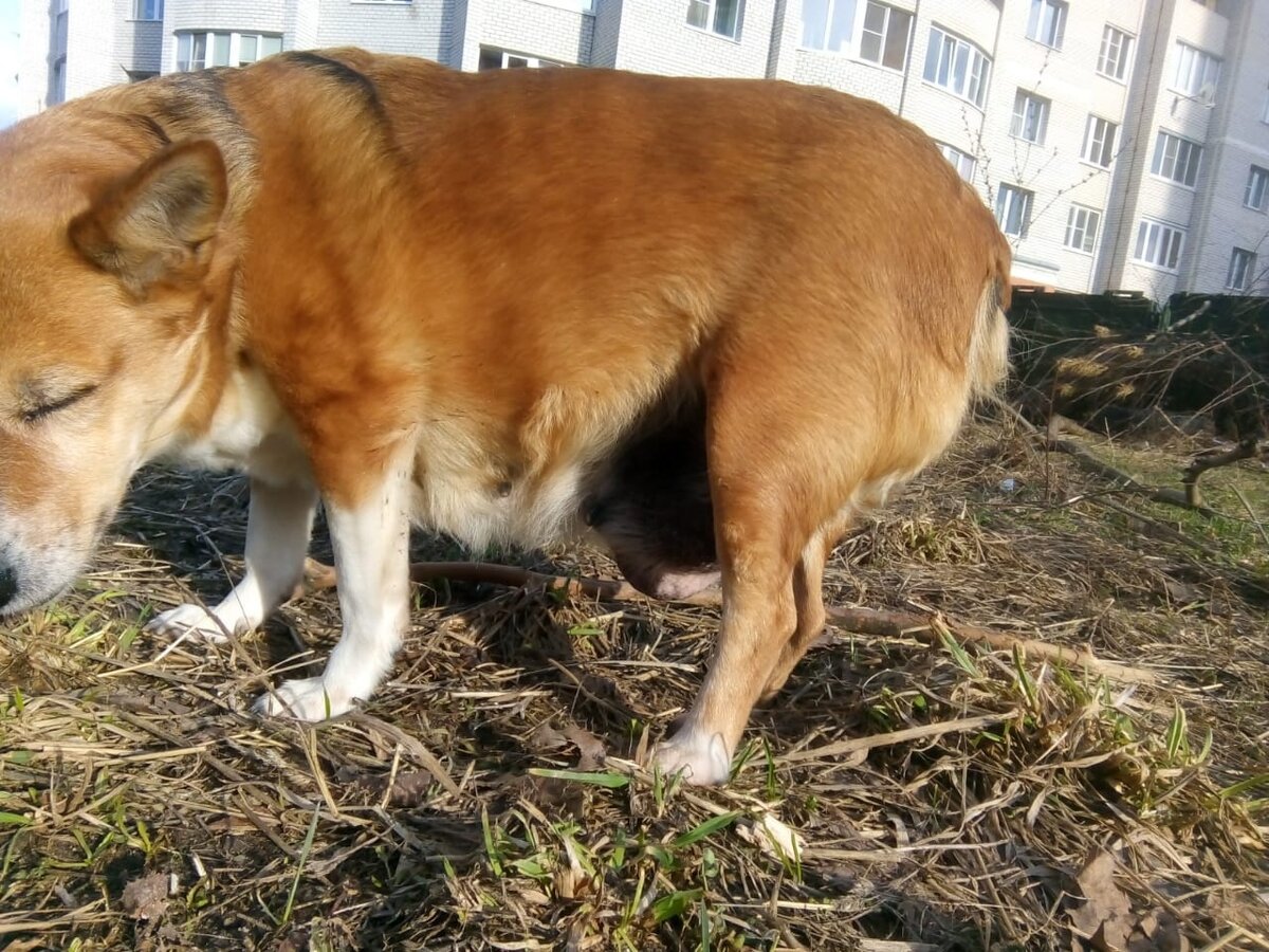 Это больно. Но гулять необходимо, пока есть силы