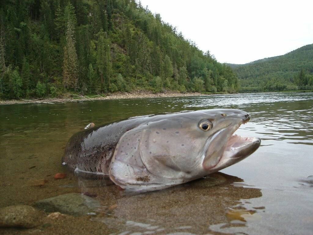 Фото с сайта: https://activefisher.net