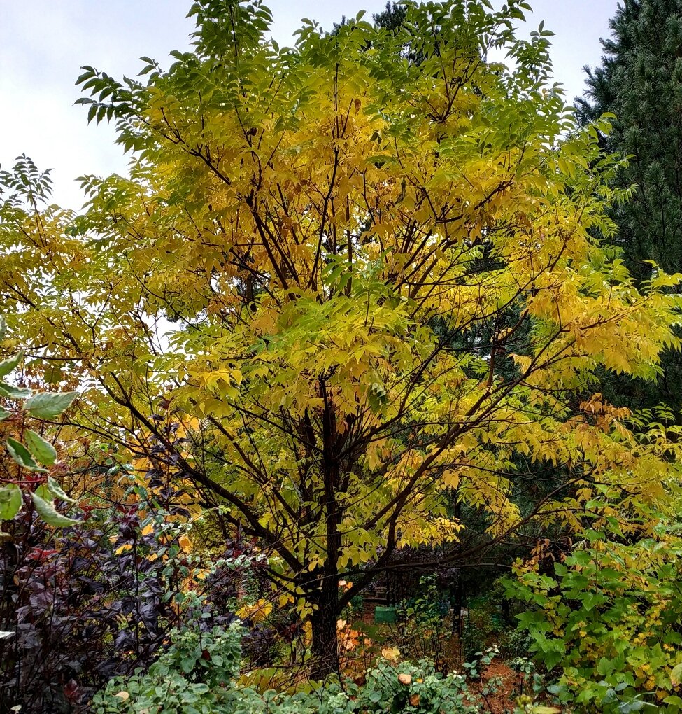 Это наш 16-летний экземпляр. Высота пока только 6 метров. Выглядит фундаментально: ширина кроны почти равна высоте. Фото сделано в конце сентября. Еще не все листья пожелтели, поэтому дерево выглядит двуцветным. 