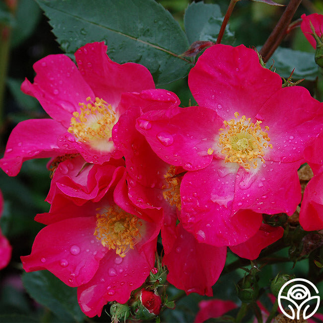 Фото HEIRLOOM ROSES