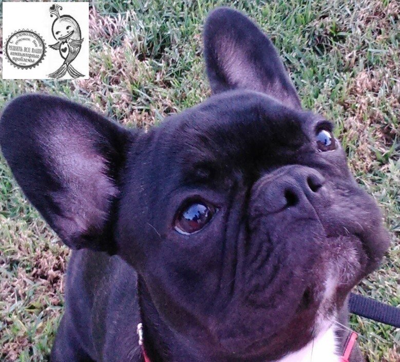 Не Муня, но как две капли воды