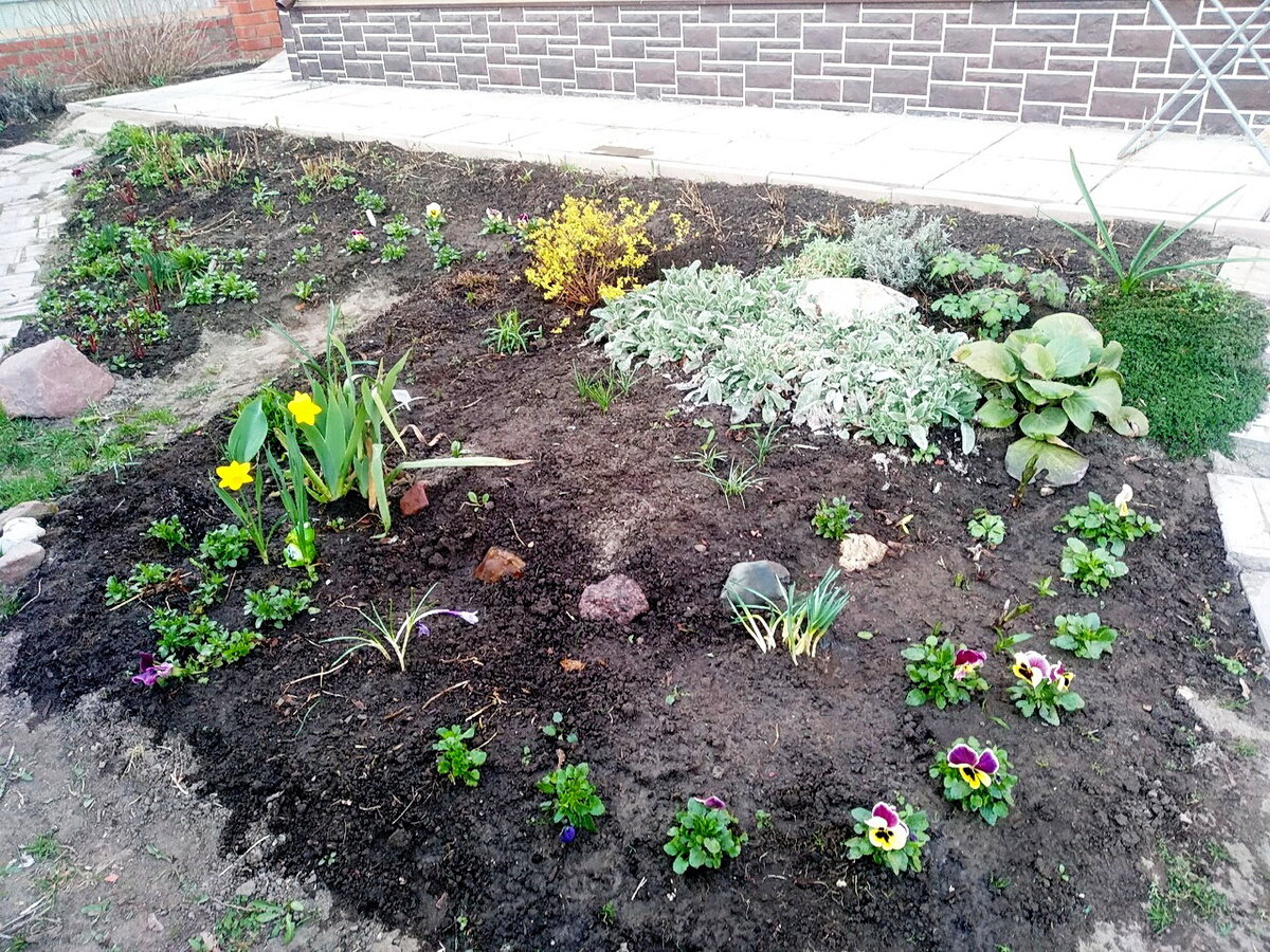 Склон с пересаженными первоцветами