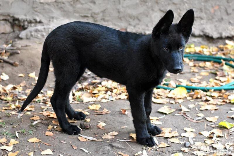 Гавфри. Фото из архива Нины.