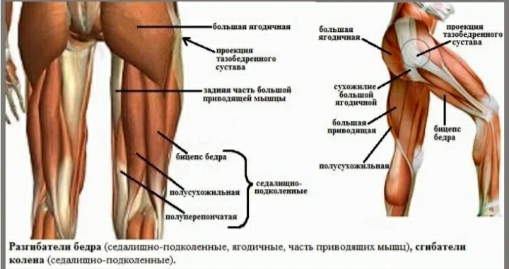 Судороги - почему сводит мышцы?