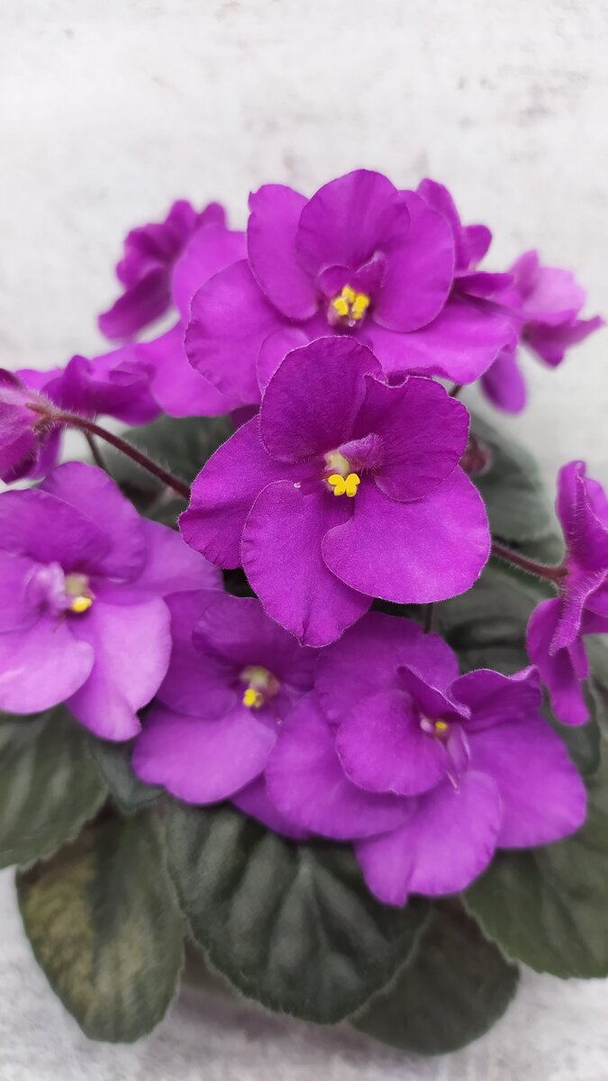 Rob's Suicidal Squirrel