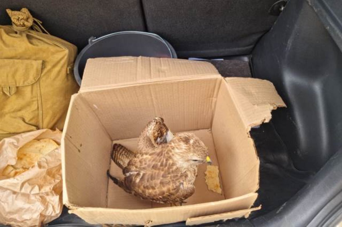    Автоинспекторы спасли ястреба с пораненными глазом и крылом на Ставрополье