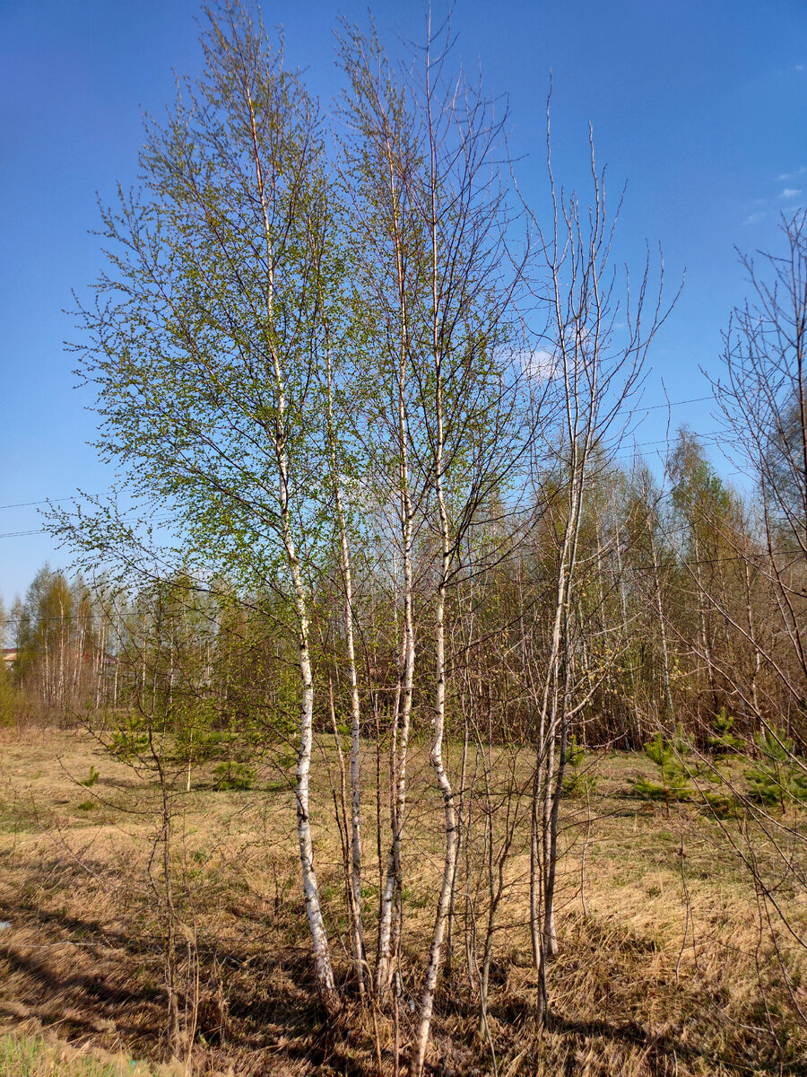Наконец- то зелень пробилась на деревьях!