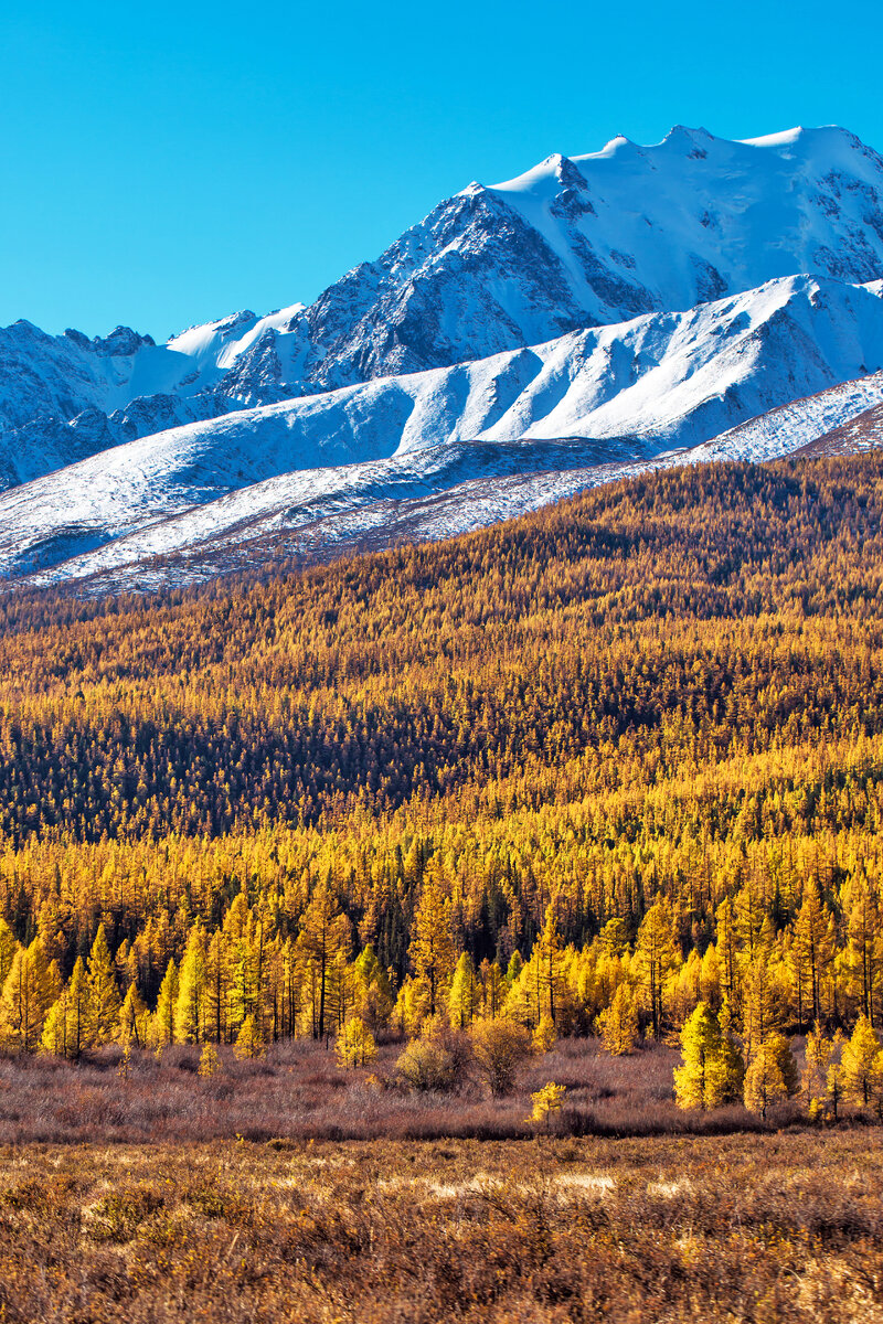 северо-Чуйский хребет с лиственничной тайгой