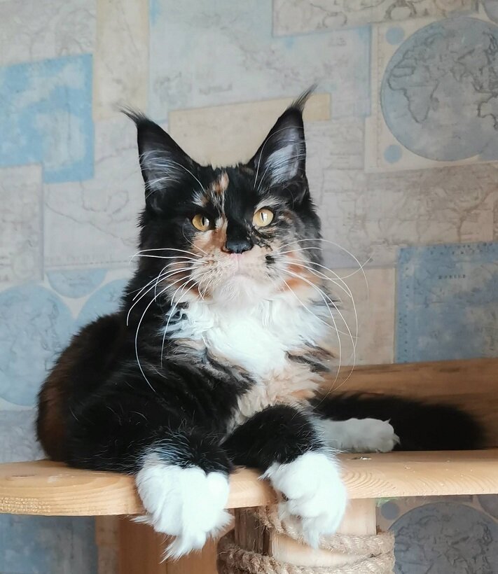 Freygard Donna Bella