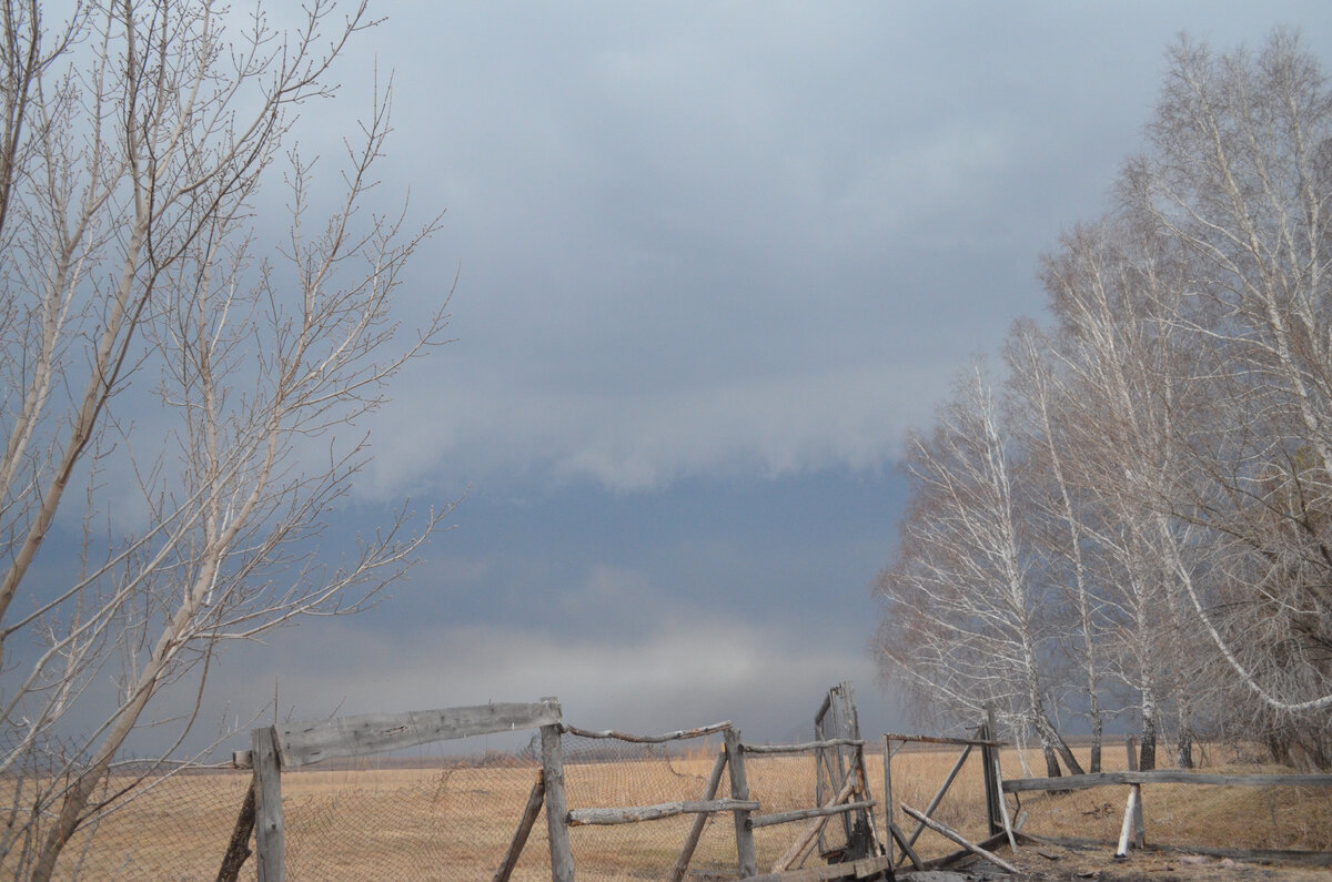 Тучи, берёзы, и забор